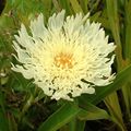 yellow Cornflower Aster, Stokes Aster, Stokesia Photo, cultivation and description, characteristics and growing