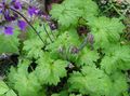 purple Garden Flowers Cortusa, Alpine Bells Photo, cultivation and description, characteristics and growing