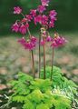 pink Garden Flowers Cortusa, Alpine Bells Photo, cultivation and description, characteristics and growing