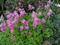 pink Garden Flowers Corydalis Photo, cultivation and description, characteristics and growing