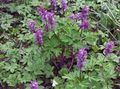 purple Garden Flowers Corydalis Photo, cultivation and description, characteristics and growing
