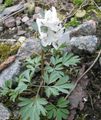 baltas Sodo Gėlės Corydalis Nuotrauka, auginimas ir aprašymas, charakteristikos ir augantis