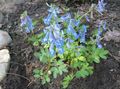 šviesiai mėlynas Sodo Gėlės Corydalis Nuotrauka, auginimas ir aprašymas, charakteristikos ir augantis