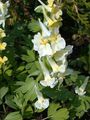geltonas Sodo Gėlės Corydalis Nuotrauka, auginimas ir aprašymas, charakteristikos ir augantis