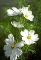 beyaz Bahçe Çiçekleri Kozmos, Cosmos fotoğraf, yetiştirme ve tanım, özellikleri ve büyüyen
