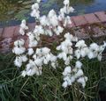 blanco Flores de jardín Hierba De Algodón, Eriophorum Foto, cultivo y descripción, características y cultivación