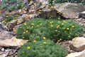 κίτρινος Λουλούδια κήπου Cotula φωτογραφία, καλλιέργεια και περιγραφή, χαρακτηριστικά και φυτοκομεία