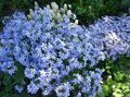 light blue Garden Flowers Creeping Phlox, Moss Phlox, Phlox subulata Photo, cultivation and description, characteristics and growing