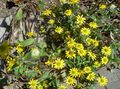 žuta Vrtne Cvjetovi Puzanje Cinija, Sanvitalia Foto, uzgajanje i opis, karakteristike i uzgoj