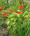 crvena Vrtne Cvjetovi Crocosmia Foto, uzgajanje i opis, karakteristike i uzgoj