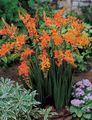 πορτοκάλι Λουλούδια κήπου Crocosmia φωτογραφία, καλλιέργεια και περιγραφή, χαρακτηριστικά και φυτοκομεία
