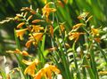 κίτρινος Λουλούδια κήπου Crocosmia φωτογραφία, καλλιέργεια και περιγραφή, χαρακτηριστικά και φυτοκομεία