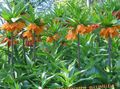 laranja Flores do Jardim Coroar Fritillaria Imperial foto, cultivo e descrição, características e crescente