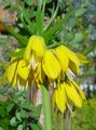 amarelo Flores do Jardim Coroar Fritillaria Imperial foto, cultivo e descrição, características e crescente