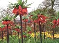 vermelho Flores do Jardim Coroar Fritillaria Imperial foto, cultivo e descrição, características e crescente