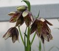 burgundy Garden Flowers Crown Imperial Fritillaria Photo, cultivation and description, characteristics and growing