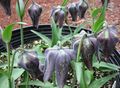 black Garden Flowers Crown Imperial Fritillaria Photo, cultivation and description, characteristics and growing