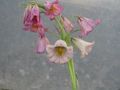 pink Garden Flowers Crown Imperial Fritillaria Photo, cultivation and description, characteristics and growing