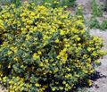 yellow Garden Flowers Crown Vetch, Coronilla Photo, cultivation and description, characteristics and growing