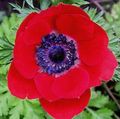 red Crown Windfower, Grecian Windflower, Poppy Anemone, Anemone coronaria Photo, cultivation and description, characteristics and growing