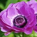 lilac Crown Windfower, Grecian Windflower, Poppy Anemone, Anemone coronaria Photo, cultivation and description, characteristics and growing