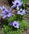 light blue Crown Windfower, Grecian Windflower, Poppy Anemone, Anemone coronaria Photo, cultivation and description, characteristics and growing