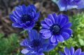 blue Crown Windfower, Grecian Windflower, Poppy Anemone, Anemone coronaria Photo, cultivation and description, characteristics and growing