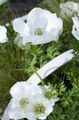 white Crown Windfower, Grecian Windflower, Poppy Anemone, Anemone coronaria Photo, cultivation and description, characteristics and growing