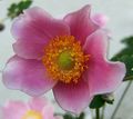 pink Crown Windfower, Grecian Windflower, Poppy Anemone, Anemone coronaria Photo, cultivation and description, characteristics and growing