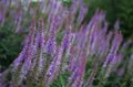 lilac Garden Flowers Culver's Root, Bowman's Root, Black Root, Veronicastrum virginicum Photo, cultivation and description, characteristics and growing