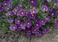 фіолетовий Садові Квіти Нірембергія, Nierembergia Фото, вирощування і опис, характеристика і зростаючий
