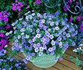 блакитний Садові Квіти Нірембергія, Nierembergia Фото, вирощування і опис, характеристика і зростаючий
