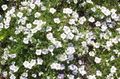 білий Садові Квіти Нірембергія, Nierembergia Фото, вирощування і опис, характеристика і зростаючий