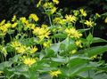 yellow Garden Flowers Cup Plant. Rosinweed, Silphium Photo, cultivation and description, characteristics and growing