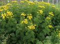 yellow Garden Flowers Curled Tansy, Curly Tansy, Double Tansy, Fern-leaf Tansy, Fernleaf Golden Buttons, Silver Tansy, Tanacetum Photo, cultivation and description, characteristics and growing