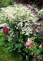 white Garden Flowers Curled Tansy, Curly Tansy, Double Tansy, Fern-leaf Tansy, Fernleaf Golden Buttons, Silver Tansy, Tanacetum Photo, cultivation and description, characteristics and growing