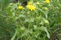 žlutý Zahradní květiny Kudrnaté Cup Gumweed, Grindelia squarrosa fotografie, kultivace a popis, charakteristiky a pěstování