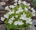white Garden Flowers Cymbalaria, Kenilworth Ivy, Climbing Sailor, Ivy-leaved Toad Flax Photo, cultivation and description, characteristics and growing