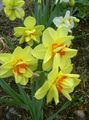 yellow Garden Flowers Daffodil, Narcissus Photo, cultivation and description, characteristics and growing