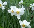 white Garden Flowers Daffodil, Narcissus Photo, cultivation and description, characteristics and growing