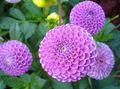 lilac Garden Flowers Dahlia Photo, cultivation and description, characteristics and growing