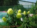yellow Garden Flowers Dahlia Photo, cultivation and description, characteristics and growing
