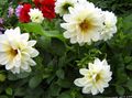 white Garden Flowers Dahlia Photo, cultivation and description, characteristics and growing