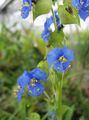 blue Day Flower, Spiderwort, Widows Tears, Commelina Photo, cultivation and description, characteristics and growing