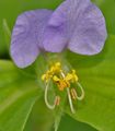 lilac Day Flower, Spiderwort, Widows Tears, Commelina Photo, cultivation and description, characteristics and growing
