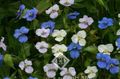 white Day Flower, Spiderwort, Widows Tears, Commelina Photo, cultivation and description, characteristics and growing