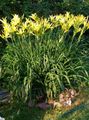 κίτρινος Λουλούδια κήπου Ημεροκαλλίς, Hemerocallis φωτογραφία, καλλιέργεια και περιγραφή, χαρακτηριστικά και φυτοκομεία