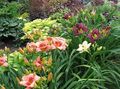 οινώδης Λουλούδια κήπου Ημεροκαλλίς, Hemerocallis φωτογραφία, καλλιέργεια και περιγραφή, χαρακτηριστικά και φυτοκομεία