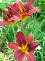 赤 庭の花 カンゾウ, Hemerocallis フォト, 栽培 と 説明, 特性 と 成長