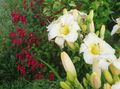λευκό Λουλούδια κήπου Ημεροκαλλίς, Hemerocallis φωτογραφία, καλλιέργεια και περιγραφή, χαρακτηριστικά και φυτοκομεία